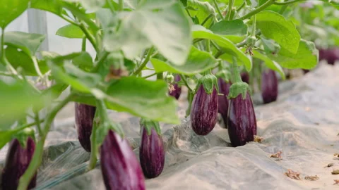 A Row of Striped Eggplant, Quick Rack Focus Stock Footage 312006172