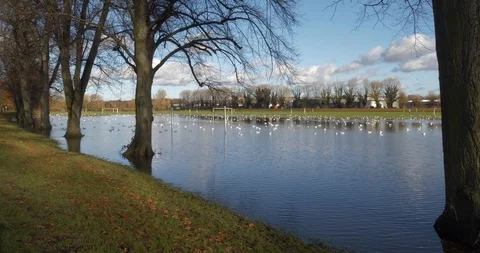 Row of submerged trees along path of flooded English park Stock Footage 121160102