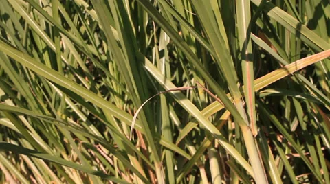 Row of sugar cane 库存影片 39566337