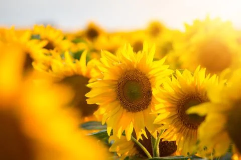 Row of sunflowers Stock Photos
