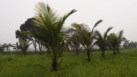 Row of tall coconut palm trees 库存影片 332542308