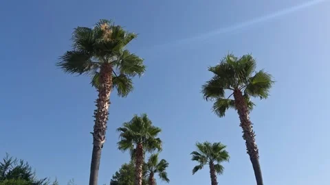 Row of Tall Palm Trees Against Clear Blue Sky Stock Footage 344371529
