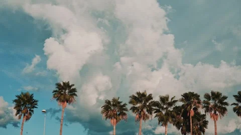 Row of tall palm trees standing against a dramatic sky filled with large clouds Stock Footage 322994453