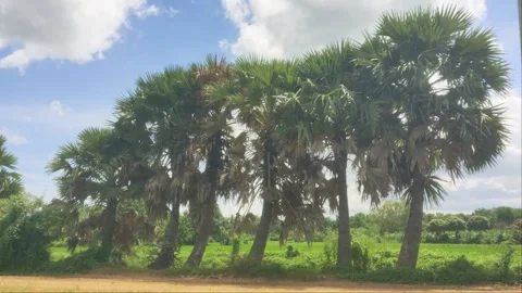 Row of Tall Sugar Palm Trees along Rural Country Dirt Road Stock Footage 344317659