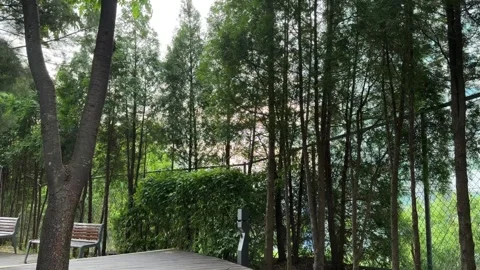 Row of Tall Thuja Trees Along a Wooden Deck and Wire Mesh Fence Stock Footage 339287022