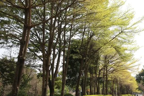 A row of tall trees on both sides, with green leaves and sunlight shining t.. Stock Photos
