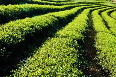 Row of tea trees Foto stock