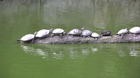 Row of terrapins on a tree trunk Stock-Footage 28003312