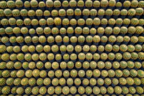 Row texture background structure set, quantity multitude small pots of cacti  Stock Photos