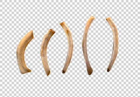 Row of thin clean fried pork ribs as leftover isolated on white, PNG Stock Photos