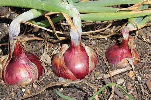 Row of three onions in close up in a vegetable garden Stock Photos
