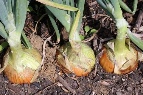 Row of three onions in close up in a vegetable garden Stock Photos