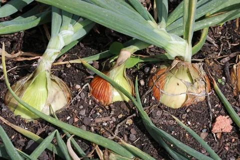Row of three onions in close up in a vegetable garden Stock Photos