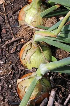 Row of three onions in close up in a vegetable garden Stock Photos