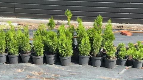 Row of thuja seedlings in pots at a plant nursery for sale Stock Footage 339603064