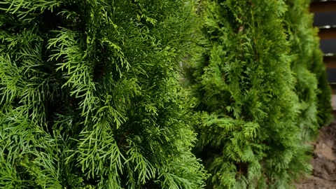 Row of thuja trees. Stock Footage 240919839