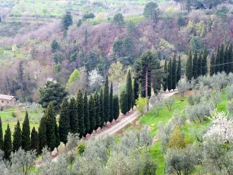 A row of thuja trees in perspective grow by the road near the garden Stock Photos
