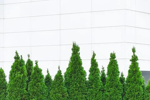 Row of thuja trees at white wall  background. Stock Photos