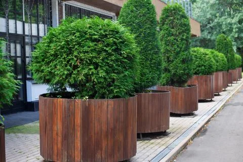 Row of thuyas in tubs Stock Photos