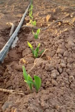 A row of tiny, young green corn sprouts emerging from textured, 스톡 사진