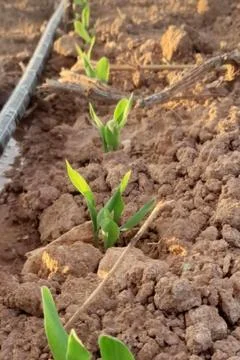 A row of tiny, young green corn sprouts emerging from textured, Stock Photos