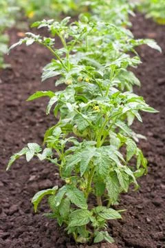 Row of tomato Fotos Stock