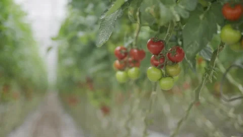 A row of tomato plants with red and green tomatoes hanging from the branches Stock Footage 297841163