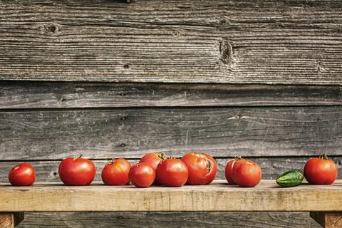 Row of tomatoes on a bench Stock Photos