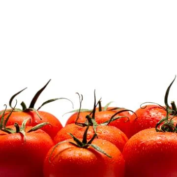 A Row Of Tomatoes Stock Photos