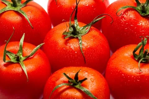 A Row Of Tomatoes Stock Photos