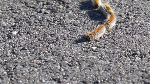 Row of toxic Pine Processionary caterpillars, Thaumetopoea Pityocampa Stockbeeldmateriaal 150358984