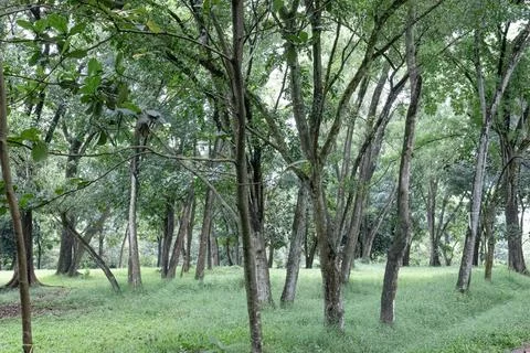 Row of tree trunks in a green tropical woodland park Stock Photos