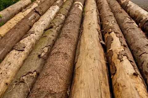 Row of Tree Trunks Stock Photos