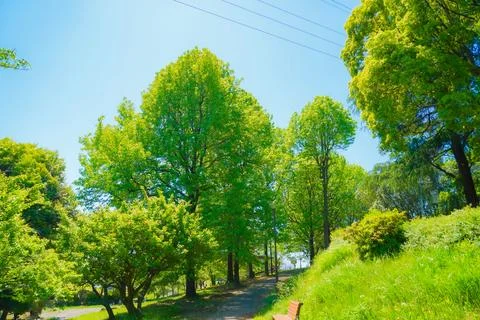 A row of trees and a path in the fresh green of spring. Stock Photos