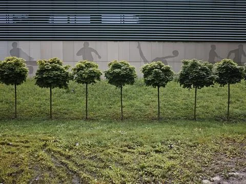 A row of trees are lined up in a grassy area Stock Photos