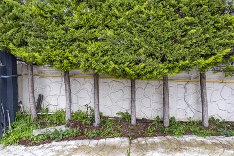 A row of trees are planted in front of a wall 스톡 사진