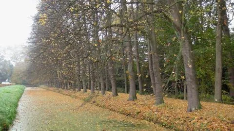 Row of trees in autumn Stock Photos