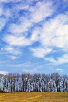 Row Of Trees With Clouds Foto stock