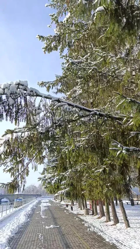 A row of trees covered in snow next to a sidewalk Stock Footage 294968747