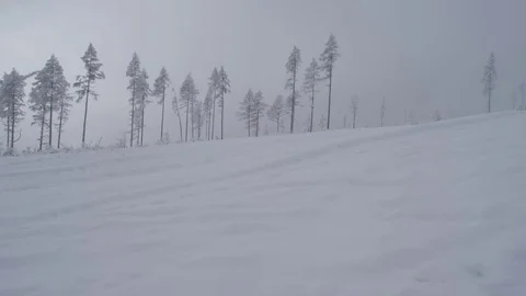 Row of trees covered in snow with snowed ground in a foreground, static shot Stock Footage 83392576