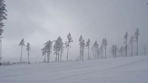 Row of trees covered in snow, static shot Stock Footage 83391177