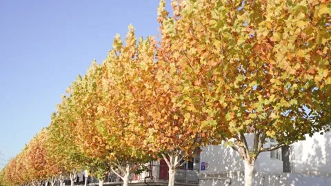 A row of trees with dry leaves and sycamore trees in autumn Stock Footage 221669022
