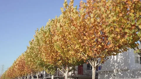 A row of trees with dry leaves and sycamore trees in autumn Stock Footage 221669685