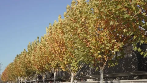 A row of trees with dry leaves and sycamore trees in autumn Stock Footage 221669999