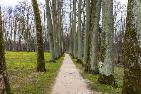 Row trees in early spring with a nature path walk Stock Photos