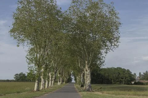 Row of trees either side of the road with a heart shaped canopy Stock Photos