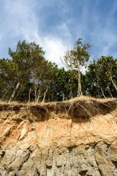 Row of trees exposed to seaside cliff face erosion with crumbling earth and d Stock Photos