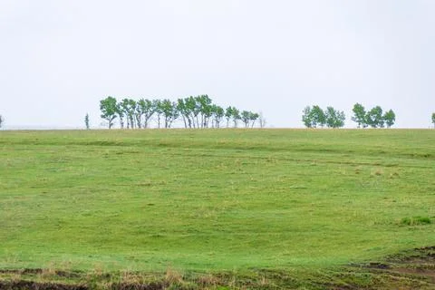 A row of trees in a field for haymaking or for pasture, lower branches withou Stock Photos