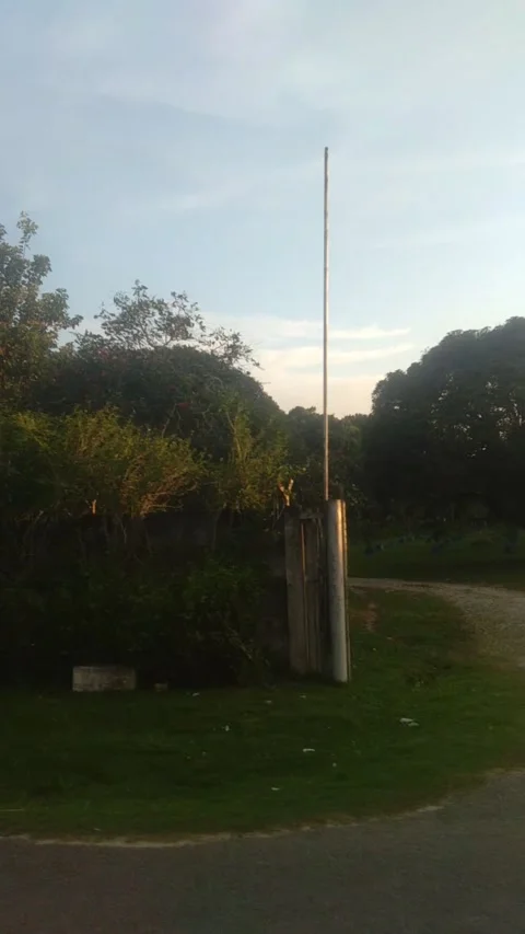 Row of trees Video stock 209526936