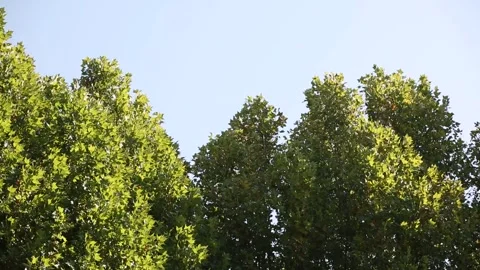 Row of trees Video stock 330130152